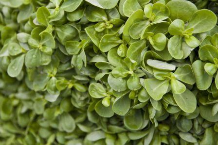 Organic Golden Purslane, Portulaca oleracea var sativa